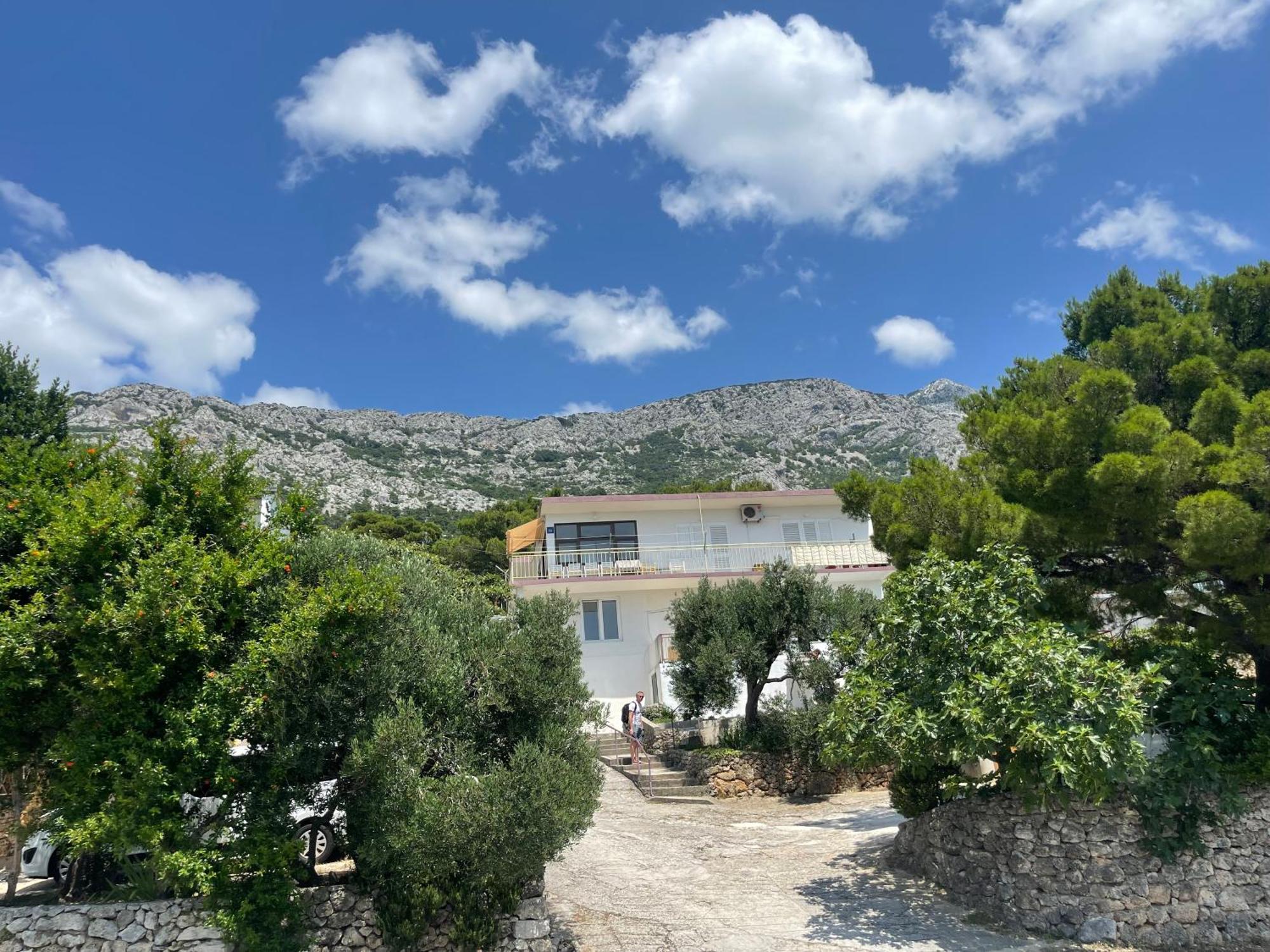 Olive View *